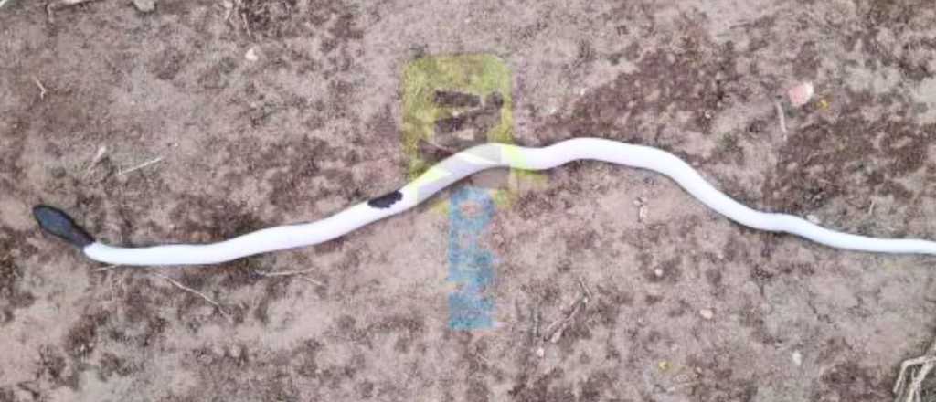 Una extraña serpiente blanca sorprendió a vecinos de San Rafael