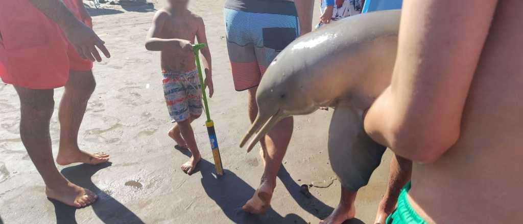 Un delfín murió luego de que turistas lo sacaran del agua