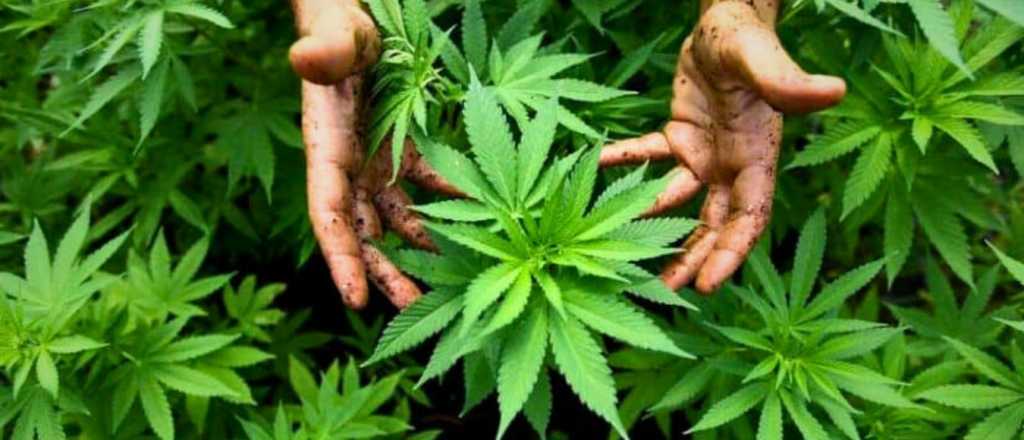 Polémica frase y un debate: ¿Mendoza debe ser la Amsterdam de Argentina?