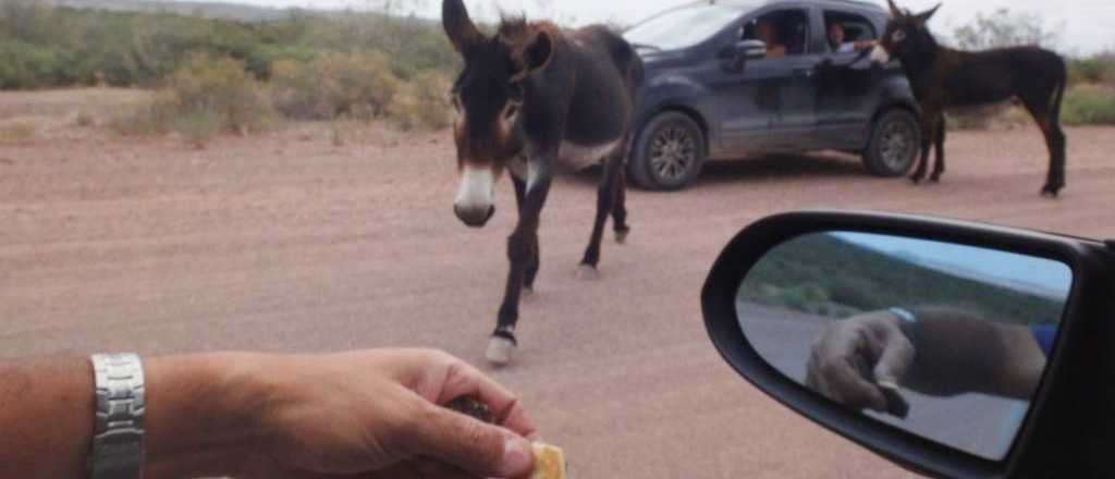 Dos burros sanrafaelinos se hicieron virales por "cobrar peaje"