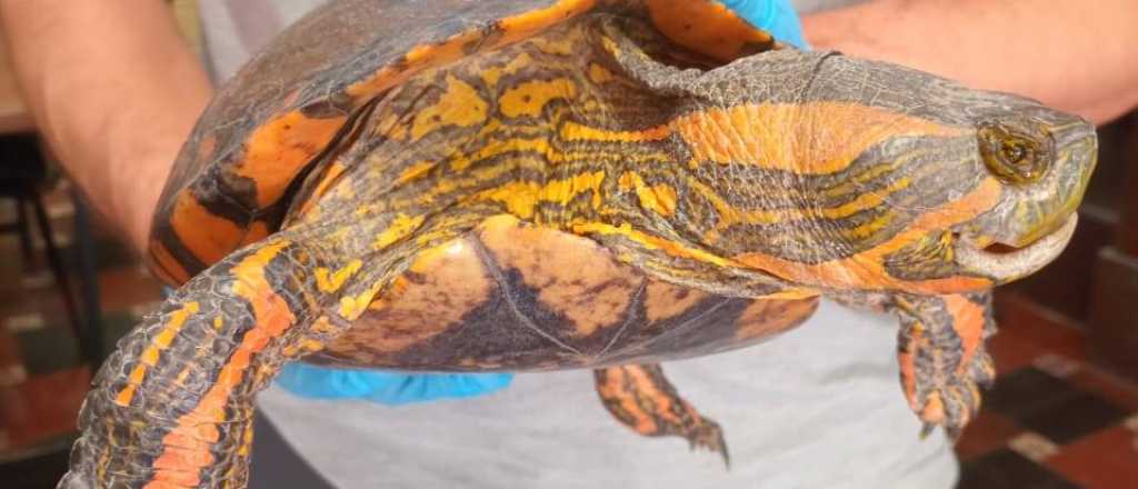 Mendocinos salvaron a una tortuga de agua en peligro