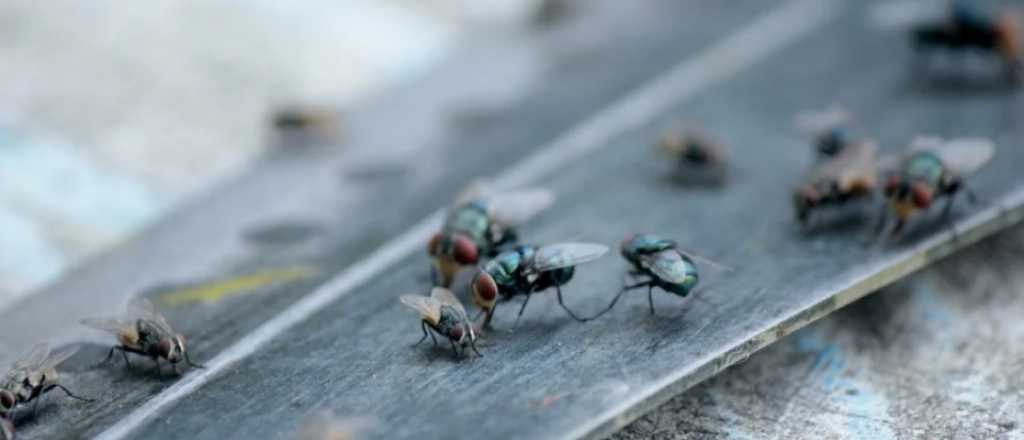 Cómo mantener tu hogar libre de moscas y mosquitas