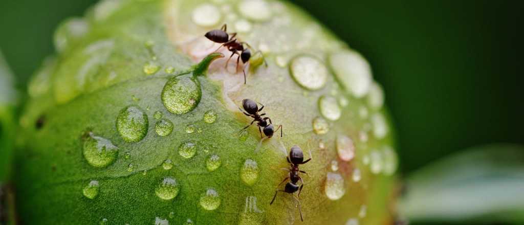Cómo alejar las hormigas de tus plantas