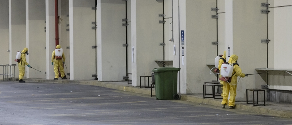 Así "cazaron" a un mosquito de dengue que iba en un auto mendocino a Chile