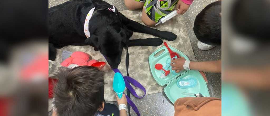 Perritos asistirán a pacientes en tratamiento en el hospital Notti