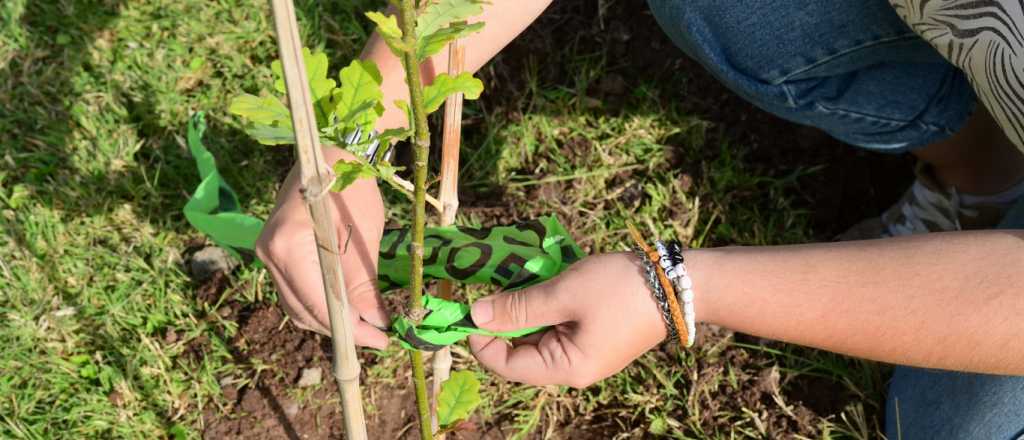 Godoy Cruz realizará una plantación masiva de árboles