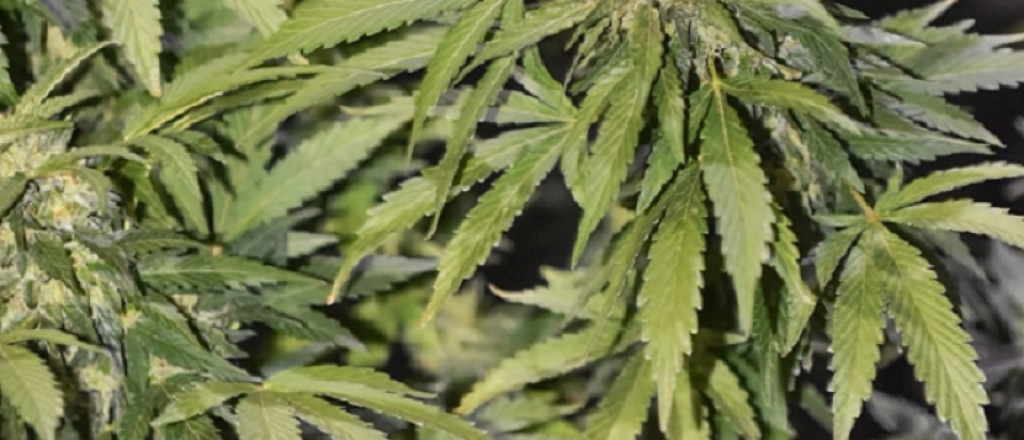 La expo cannábica más importante del país será en el Espacio Arizu