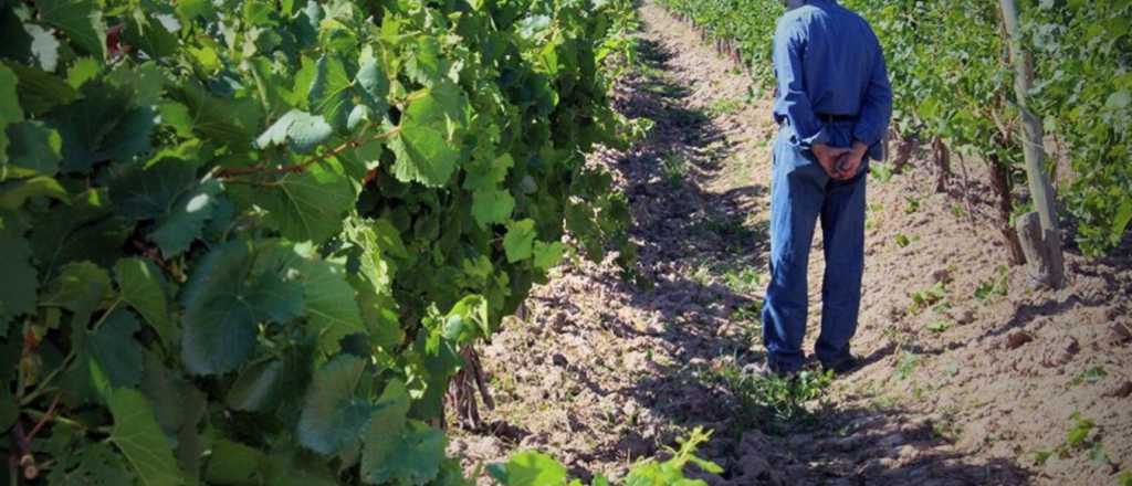 El adicional que podrían cobrar los trabajadores del Agro de Mendoza