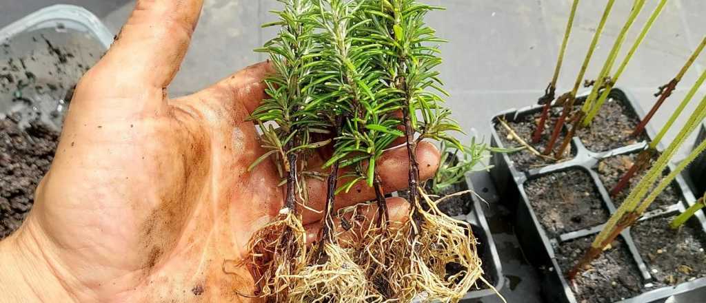 Los mejores enraizadores caseros para esta época del año