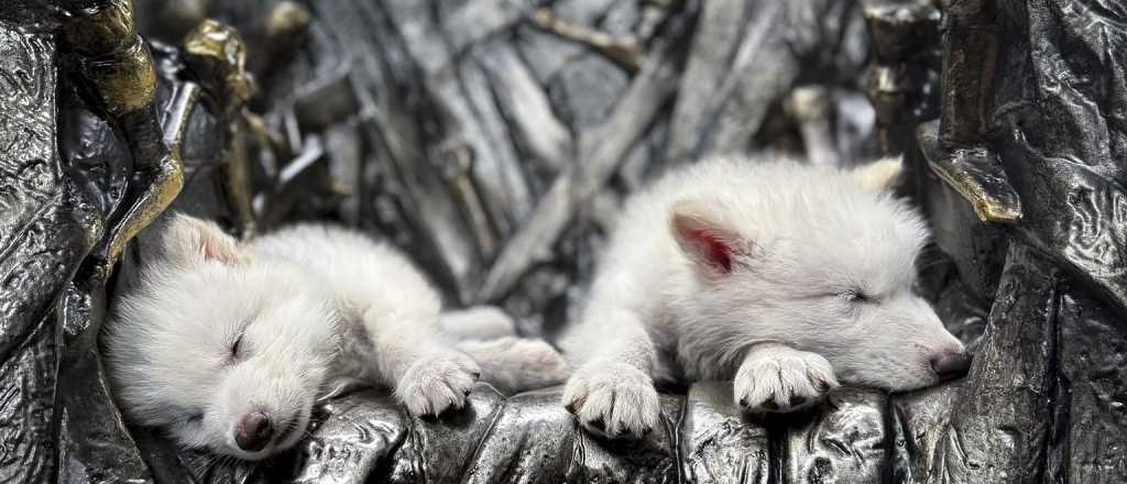 Video: científicos estadounidenses revivieron al lobo de Game of Thrones