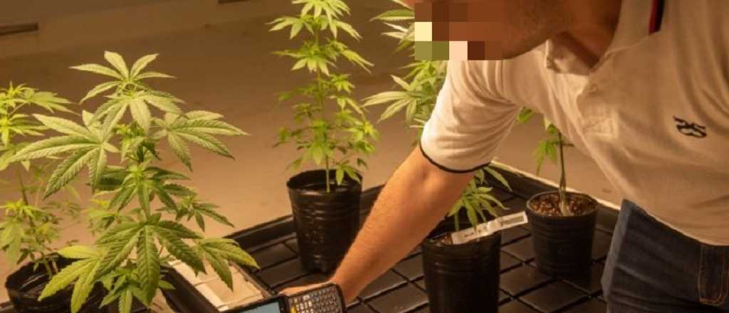 Violento robo en una plantación legal de cannabis en Santa Rosa