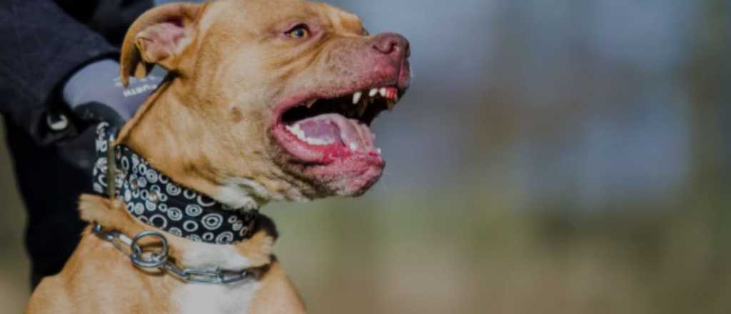 Un pitbull mató a una bebé tras morderle el cuello