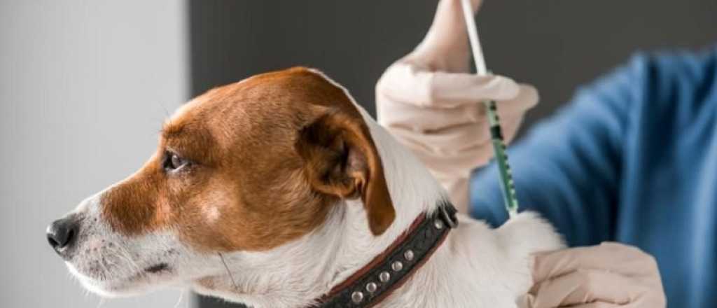 Alerta por rabia en Mendoza: cómo proteger a tus mascotas