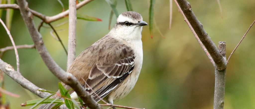 Qué significa que una calandria cante en el patio de tu hogar