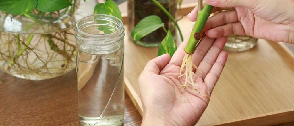 Cómo enraizar tus plantas y multiplicarlas sin complicaciones