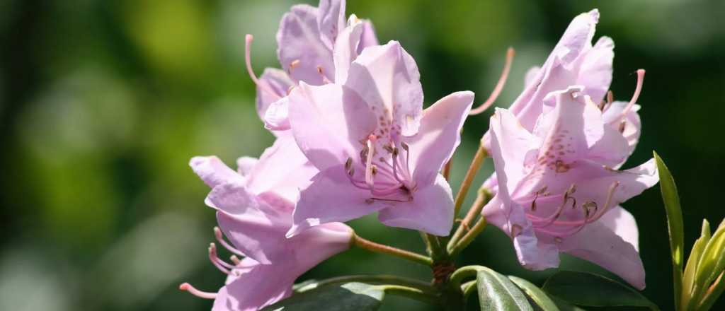 La planta perfecta para crear un espacio de meditación en casa