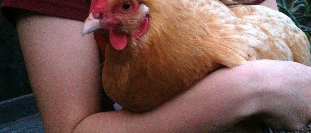 Aseguran que la gallina de 4 patas hallada en China es comestible