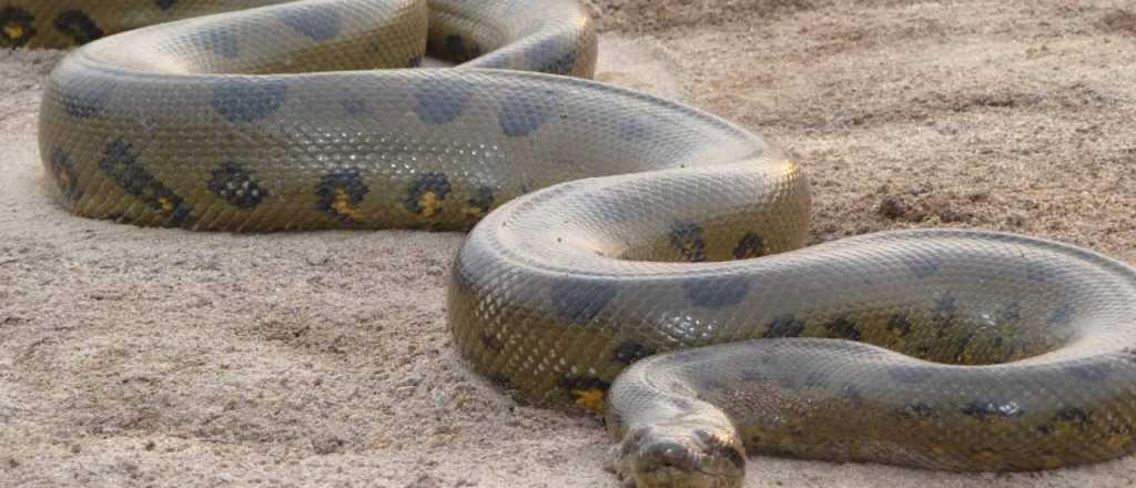 Video: una mujer fue atacada y mordida por su propia serpiente