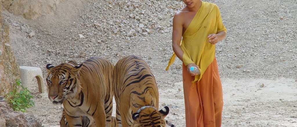 Peor que el zoo de Mendoza: cierran el santuario de tigres de los monjes