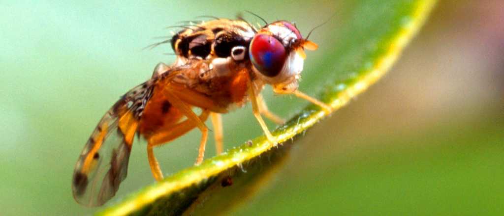 El sistema para combatir la mosca del Mediterráneo maravilla a la Nación