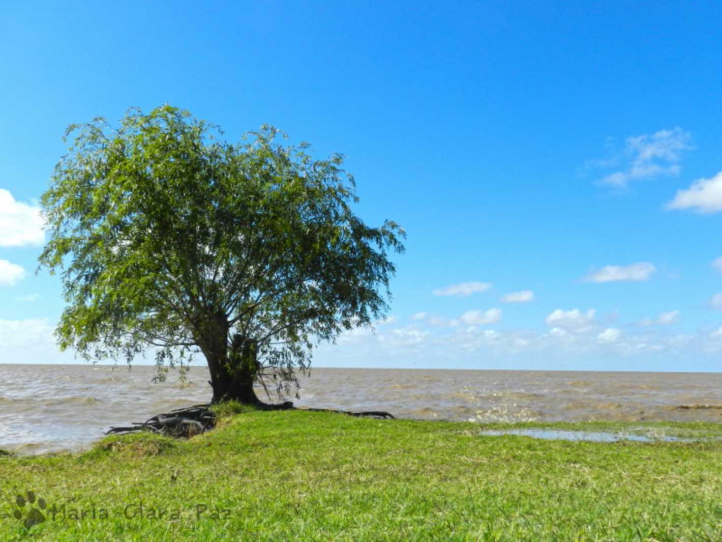 Conmoción por la aparición de una imagen celestial en un árbol