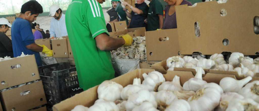 Cómo perjudica a Mendoza el contrabando de ajo a Brasil