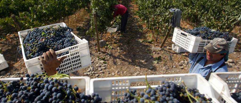 Productores de uva deben inscribirse para vender a otras provincias